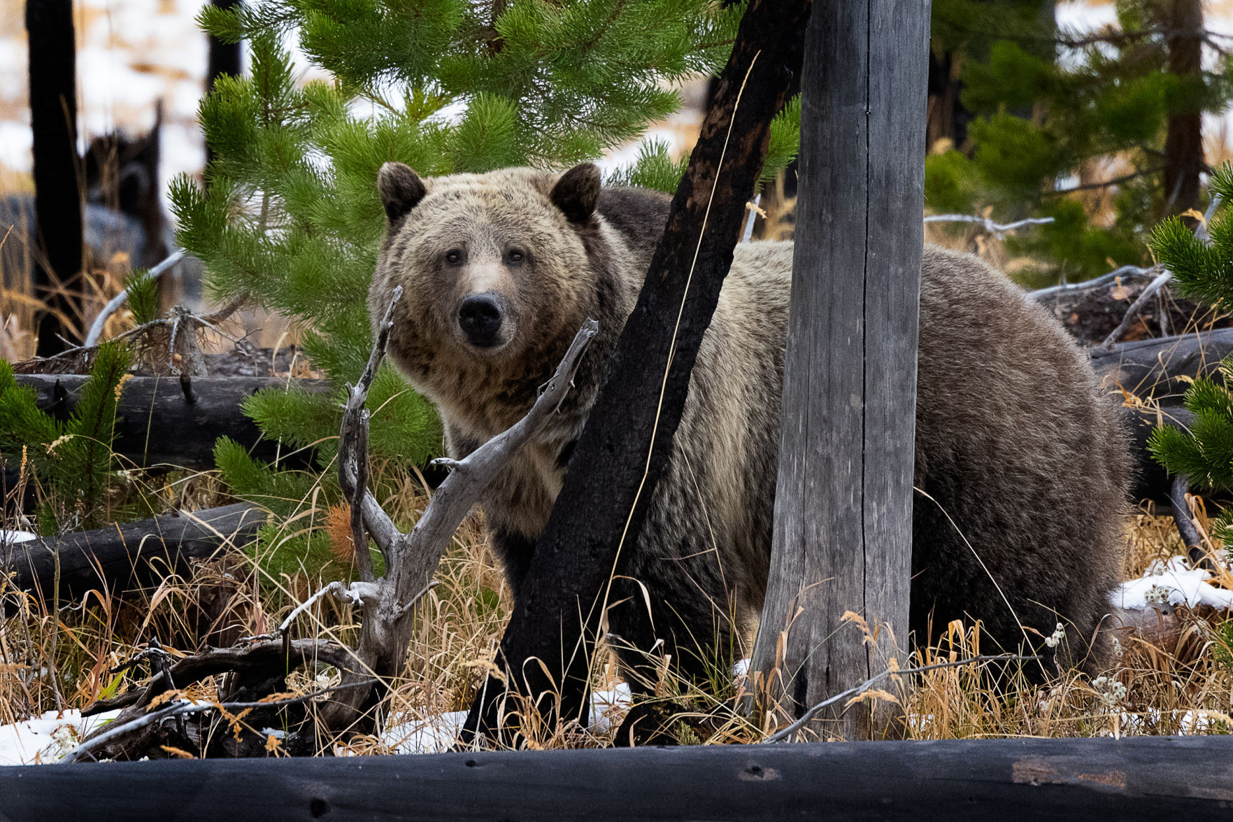 Yellowstone Grizzly